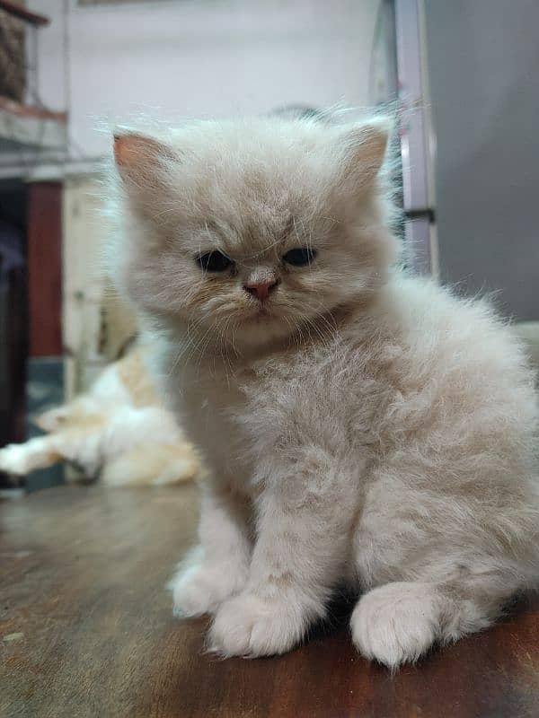 Persian male kitten triple coat 0