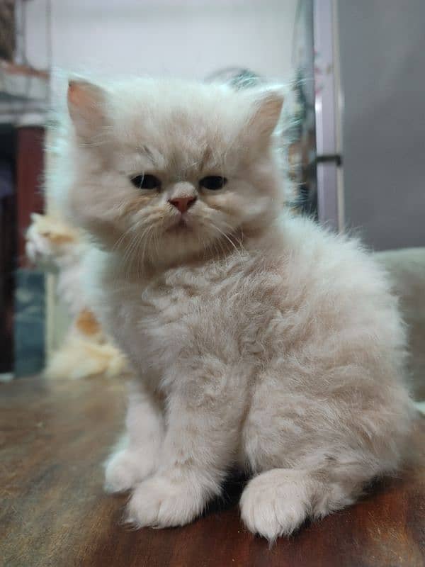 Persian male kitten triple coat 4