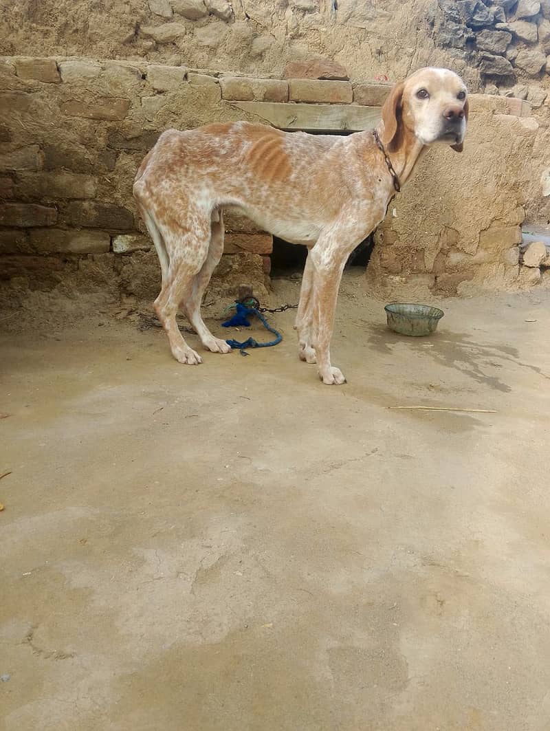 English Pointer breed 1