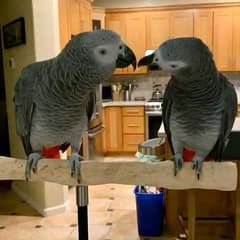 African grey parrot age 3 month confirm male female