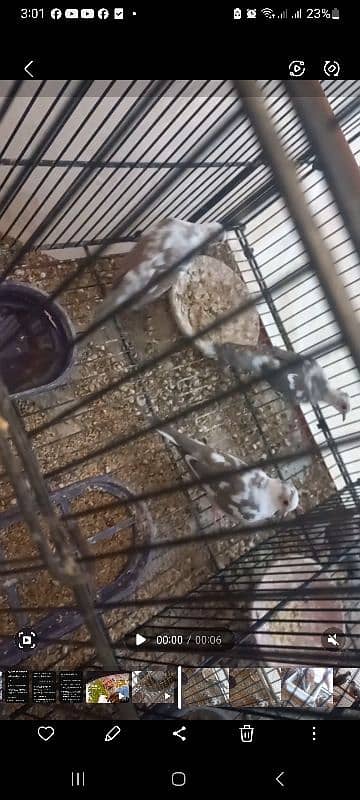 Red pied , Diamond pied dove 2