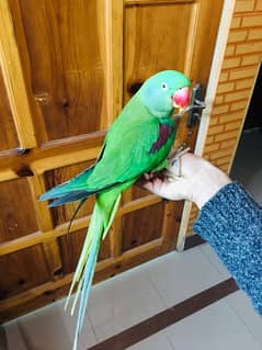 Female Breading Parrot