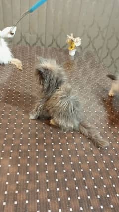 Persian   triple coated kitten 03247627801