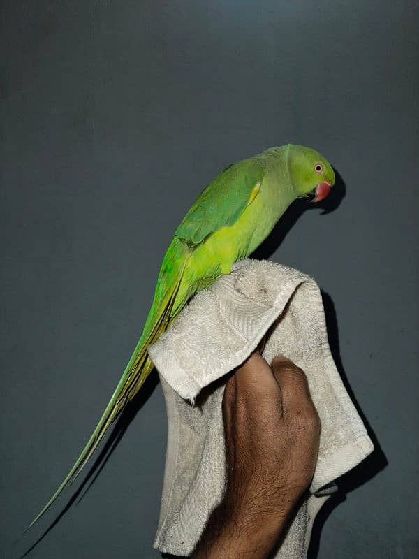 Green Beautiful Parrot 0