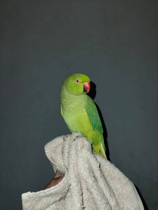 Green Beautiful Parrot 1