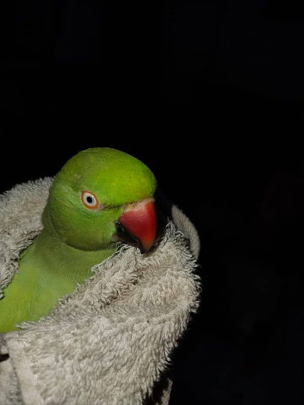 Green Beautiful Parrot 3