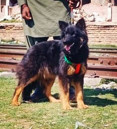 German Shepherd long coat female Char mahine for sale