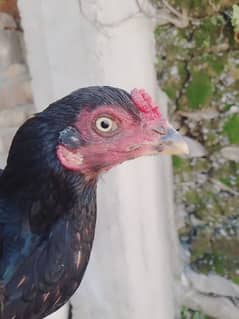 aseel hen egg laying