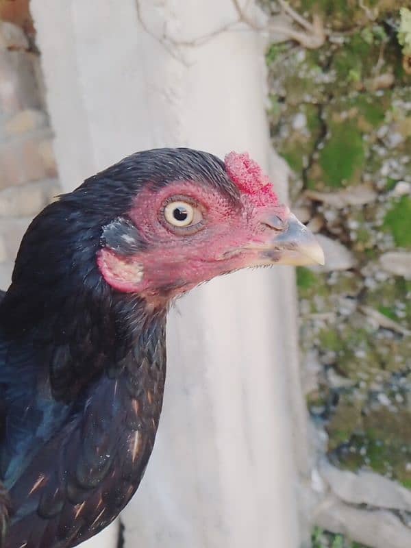 aseel hen egg laying 0