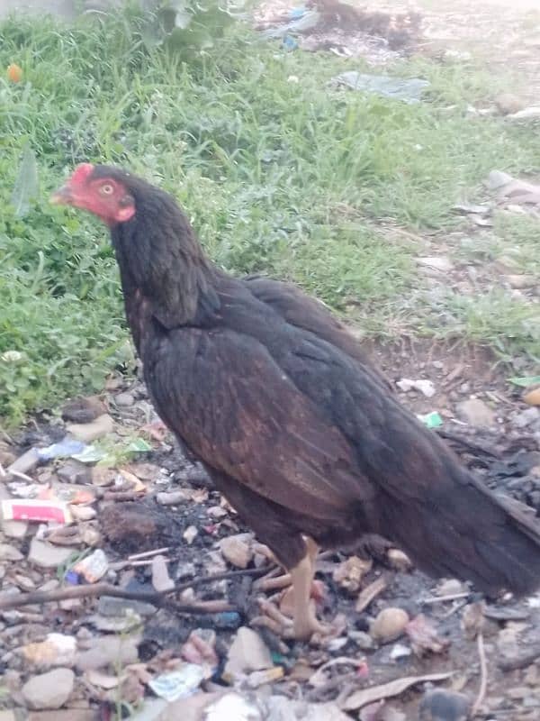 aseel hen egg laying 3