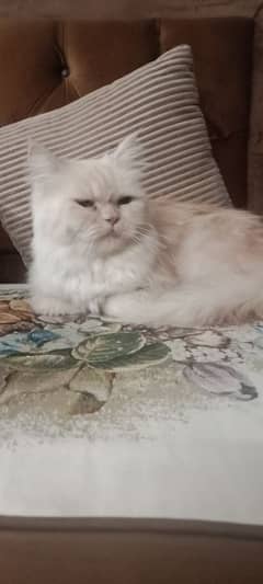 Persian triple coated adult breeder female up for sale