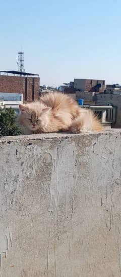 Persian female triple coated cat 03247627801