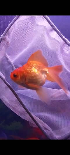 LOIN HEAD GOLDFISH FOR SELL