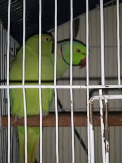 ringneck breeder pair full heat par he 20 din me start kr de ga breed