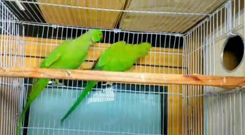 ringneck breeder pair full heat par he 20 din me start kr de ga breed 3