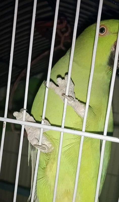 ringneck breeder pair full heat par he 20 din me start kr de ga breed 4