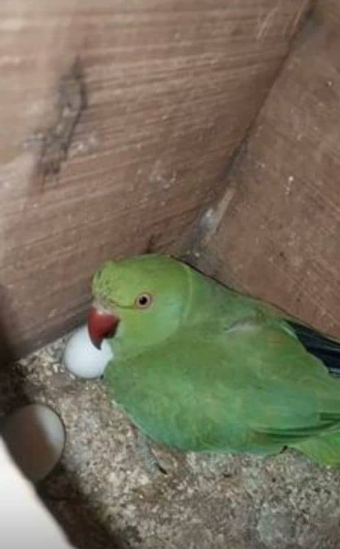 ringneck breeder pair full heat par he 20 din me start kr de ga breed 5