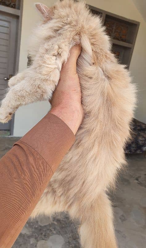 Female Persian kitten 2