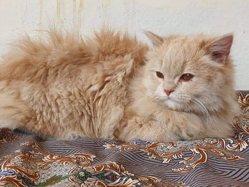 Female Persian kitten 3