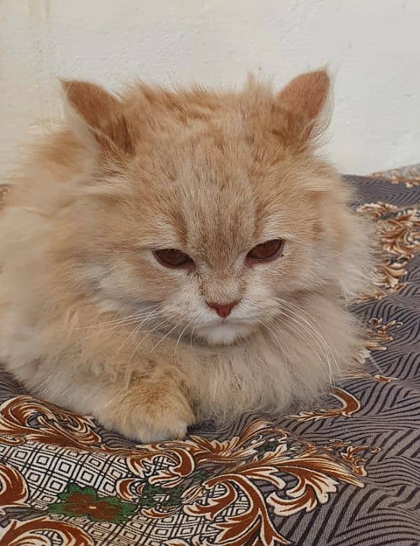 Female Persian kitten 4