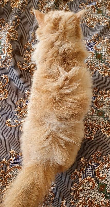 Female Persian kitten 5