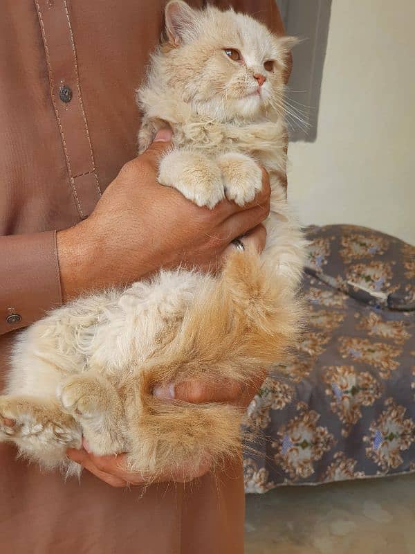 Female Persian kitten 6