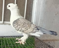 Sentinet Cherry or Lahori Sherazi Breder Female For Sale