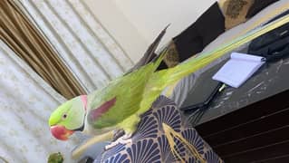 raw parrot male