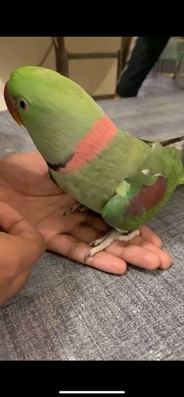 raw parrot male 4