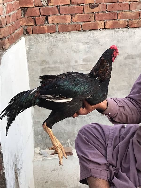 Lakha 2 pathy pure oldbloodline For sale 3