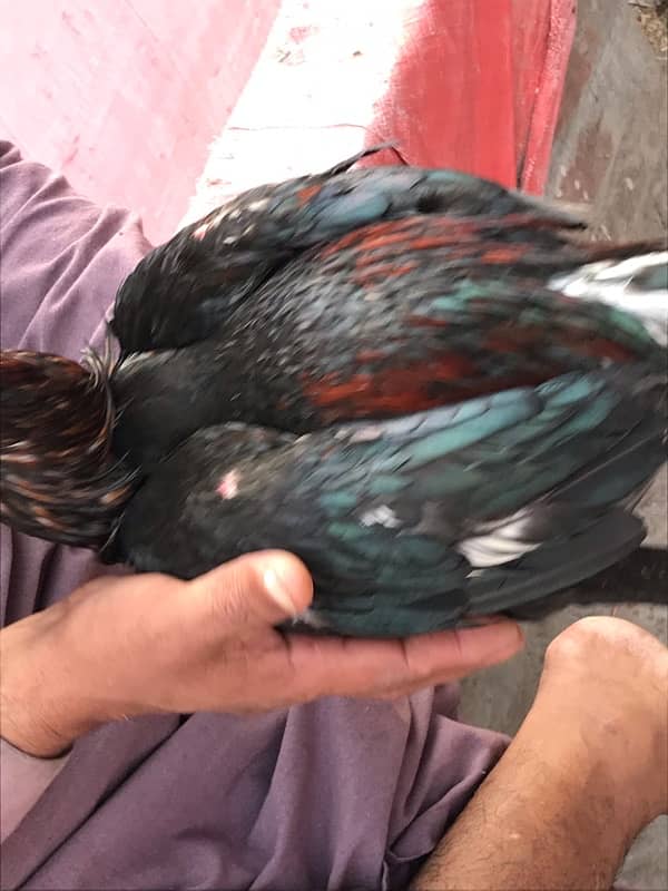 Lakha 2 pathy pure oldbloodline For sale 4