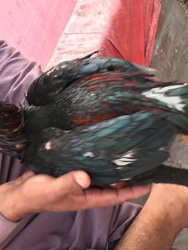 Lakha 2 pathy pure oldbloodline For sale 5