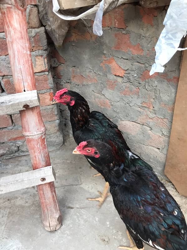 Lakha 2 pathy pure oldbloodline For sale 7