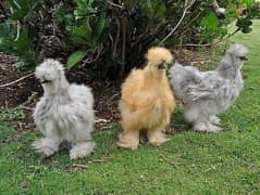 Silkie chicks