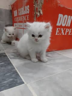 persian kitten triple coated