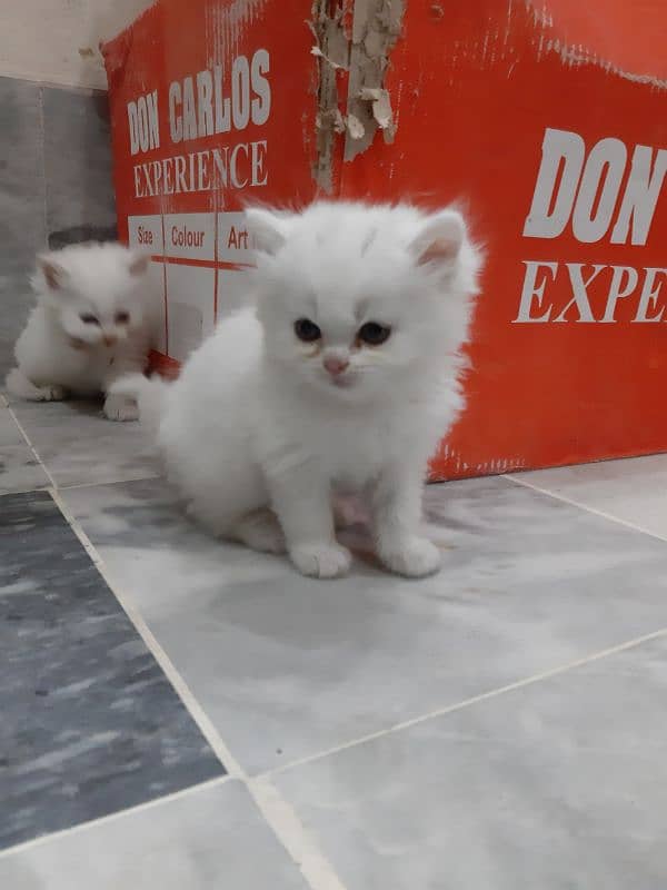 persian kitten triple coated 0