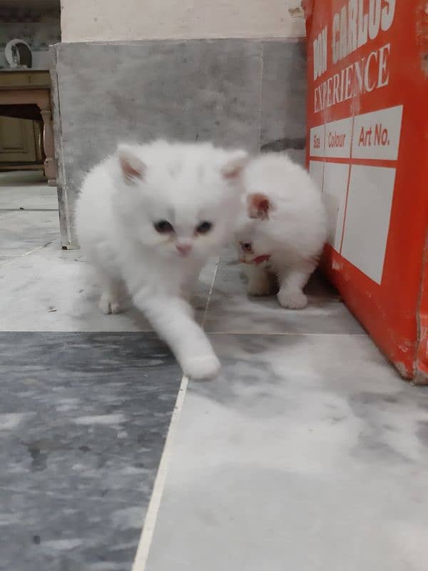 persian kitten triple coated 1