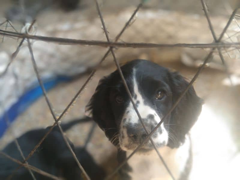 cocker spaniel 0