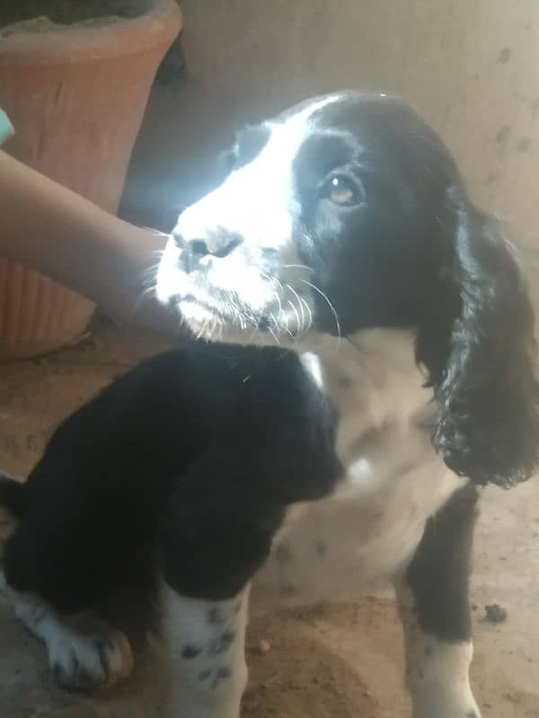 cocker spaniel 2