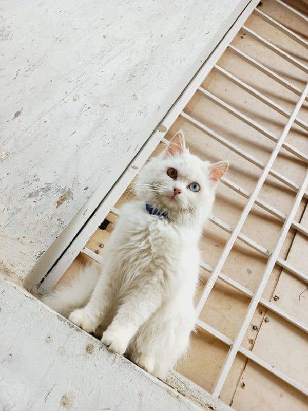 Beautiful Persian Cat with Rare Odd Eyes for Sale 1