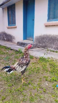 aseel sindhi cross