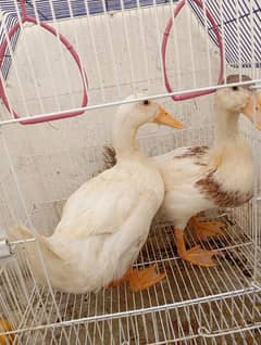 Duck for Sale healthy & Cute