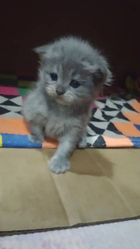 Persian kittens for sale 1