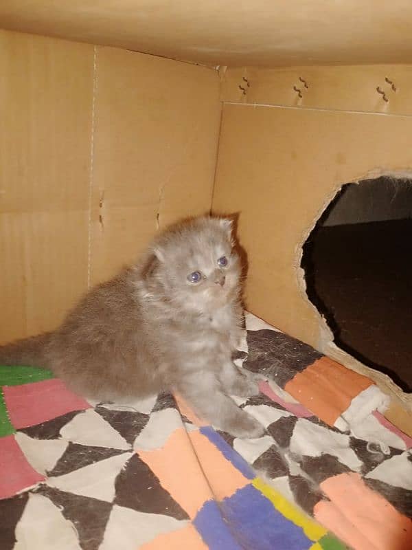 Persian kittens for sale 3