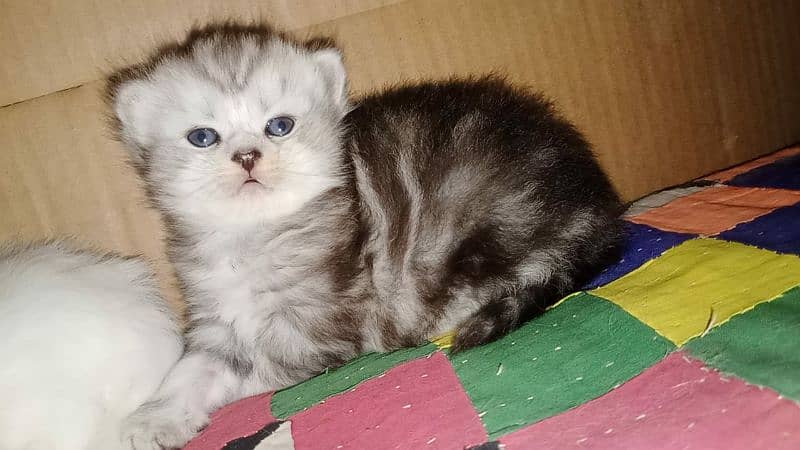 Persian kittens for sale 0