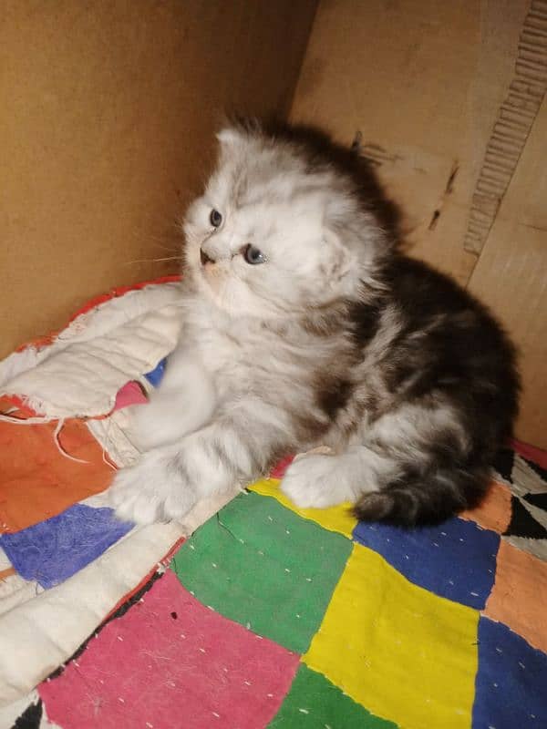 Persian kittens for sale 4