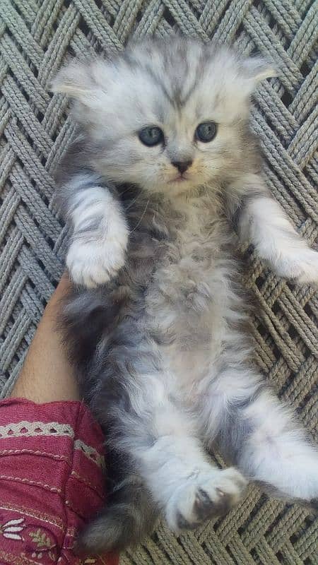 Persian kittens for sale 5