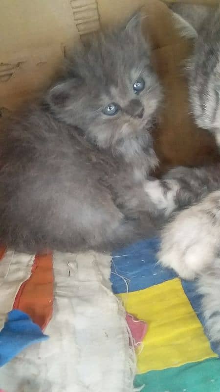 Persian kittens for sale 6