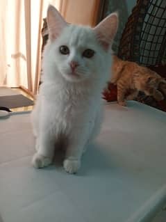 Persian Kittens For Sale