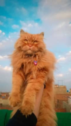 Persian male cat for sale